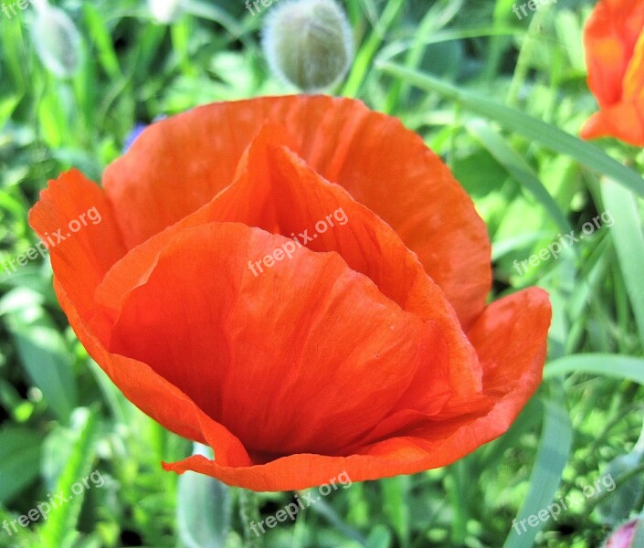 Red Poppy Flower Summer Garden Nature