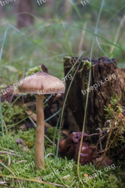 Mushrooms Hat Autumn Forest Nature