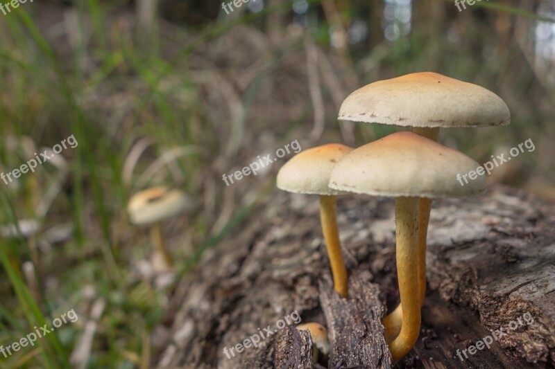 Mushrooms Hat Autumn Forest Nature