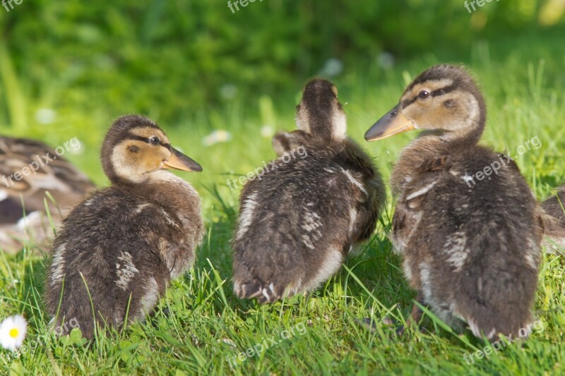 Ducks Chicken Water Plumage Water Bird