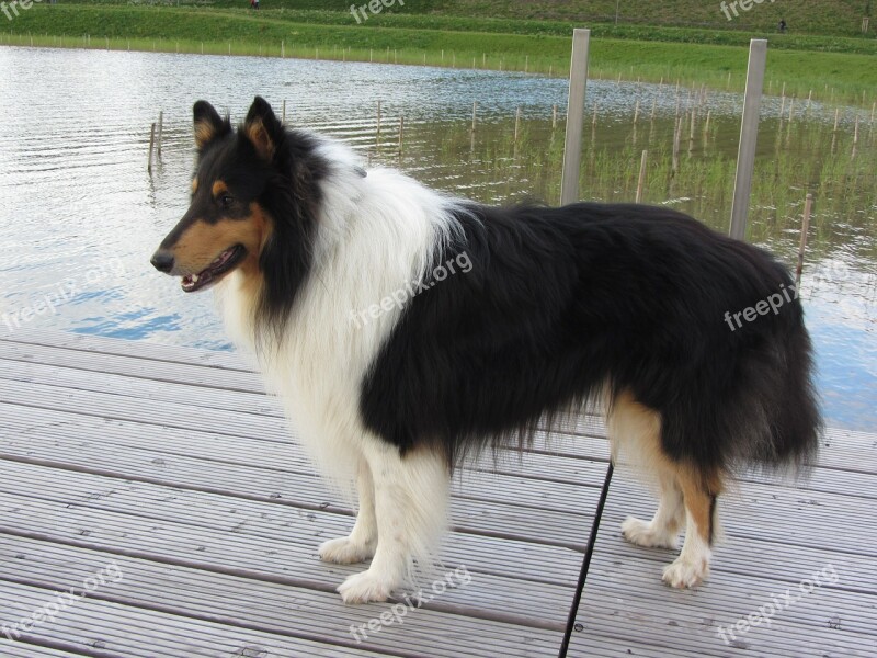 Collie Tricolor Long Haired Collie Purebred Dog View