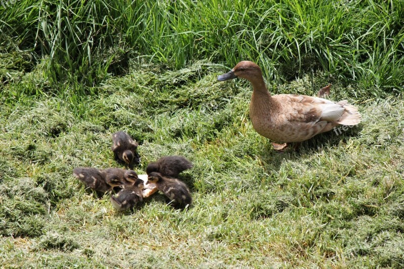 Duck Ducklings Duckling Newborn Ducky