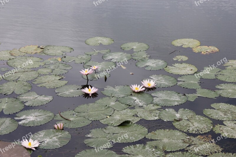 Lily Pond Lily Waterlily Free Photos