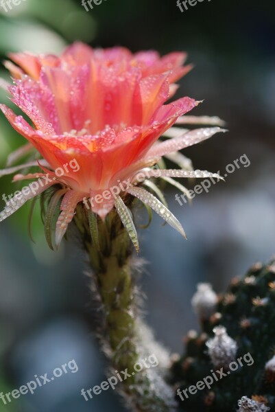 Flowers Cactus Spring Natural Crystal Clear