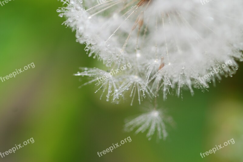 Dandelion Fluff Spring Green White