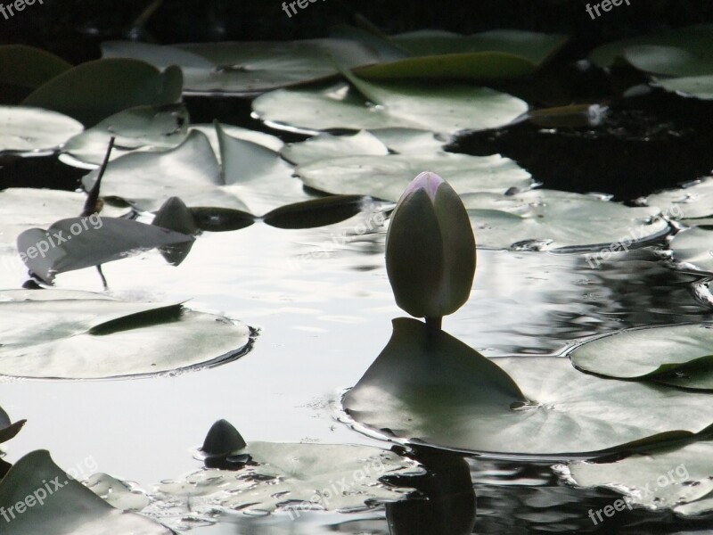 Lotus Blossom Pond Water Flower