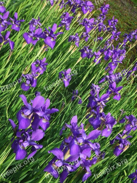 Iris Purple Field Flower Green