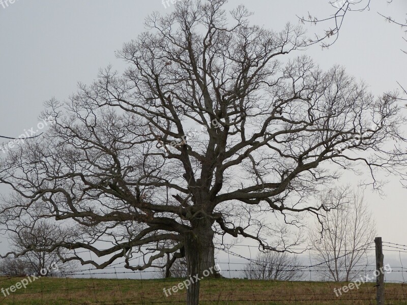 Oak Spring Tree Naked Branches