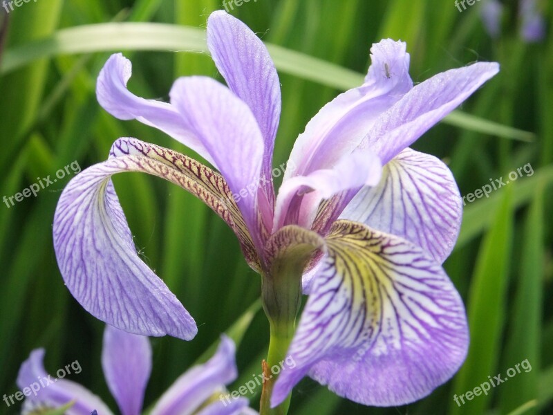 Iris Flower Floral Blossom Plant