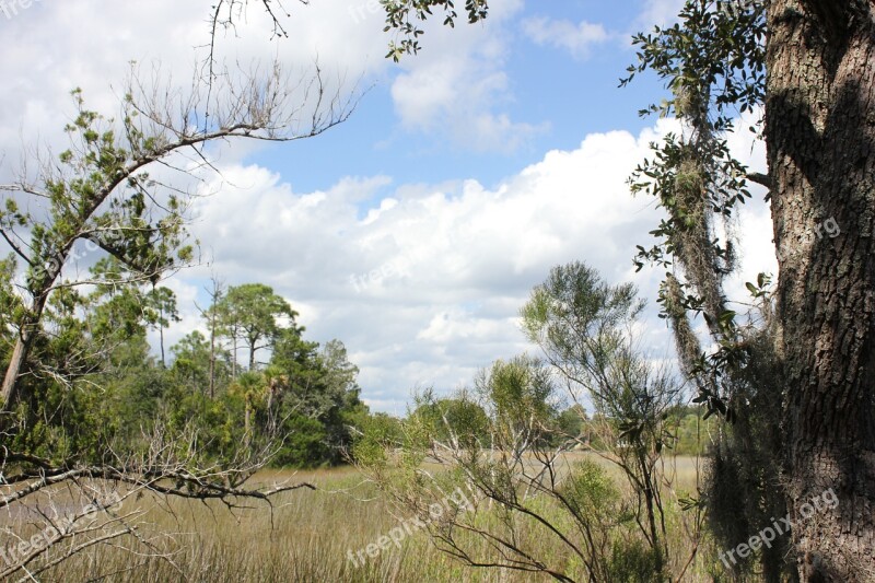 Nature Marsh Clouds Environment Trees