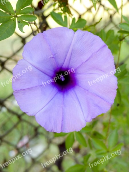 Morning Glory Blue Flower Blossom Plant