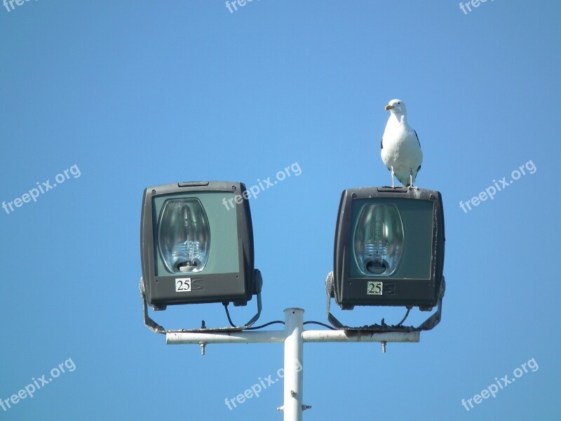 Sky Ave Animals Seagulls Free Photos