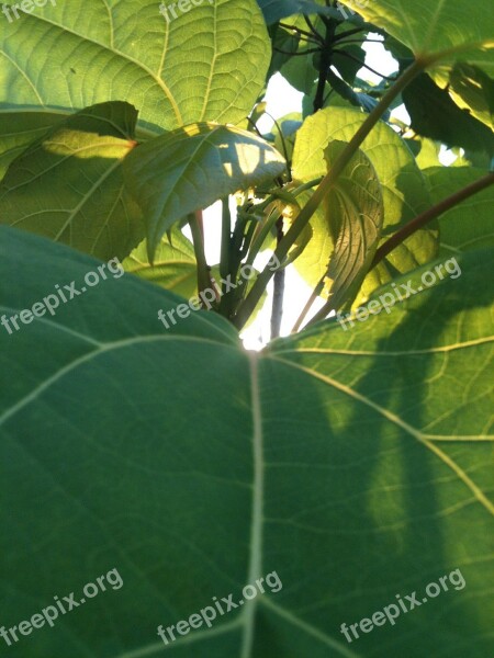 Green Leaf Sun Tree Nature