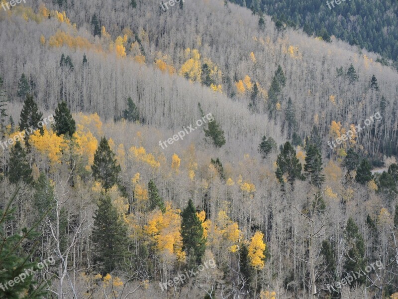 Autumn Santa Fe Fé Santa Foliage