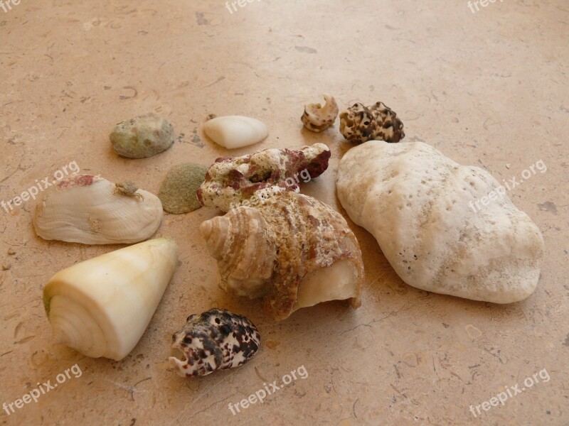 Mussels Beach Sand Sea Shells