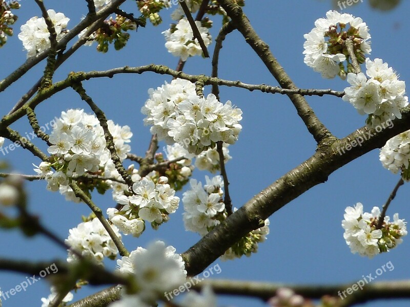 Cherry Blossoms Spring Blossom Bloom Garden