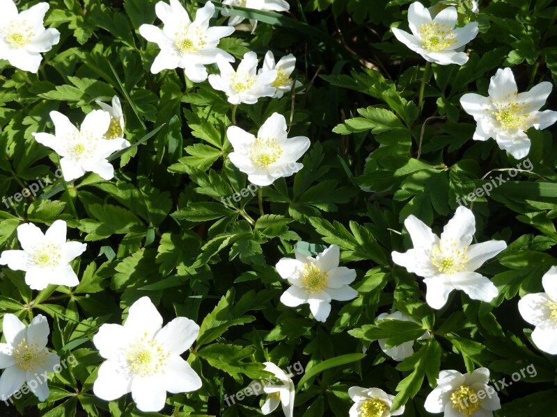 Wood Anemone White Flower Spring Anemone