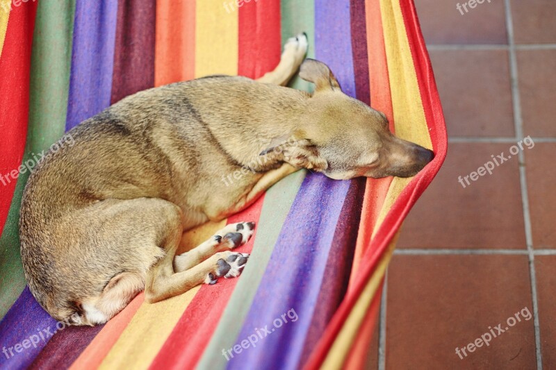 Dog Hammock Colorful Color Blue