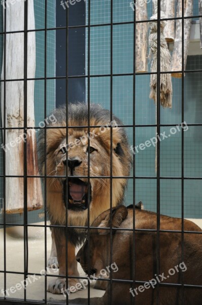 Lion Zoo Caged Wildlife Roar