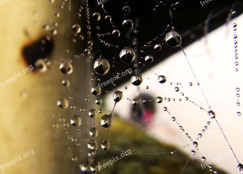 Web Water Droplets Pearl Free Photos