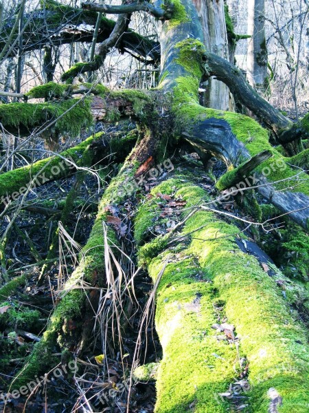 Nature Moss Tree Green Forest