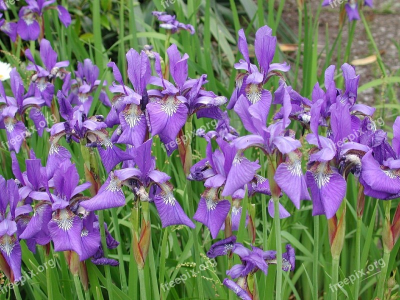 Lilies Flowers Spring Nature Purple