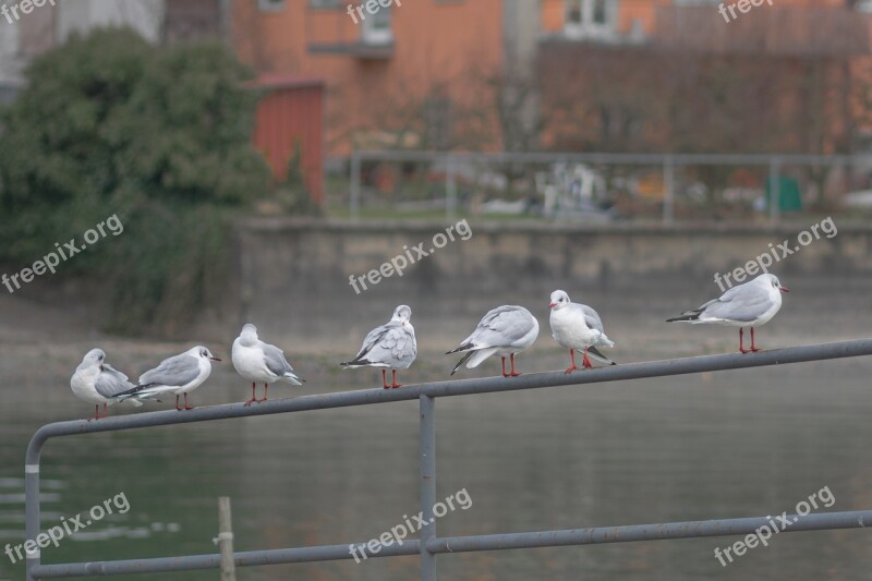 Gull Seemoeve Animals Voegle Water Bird