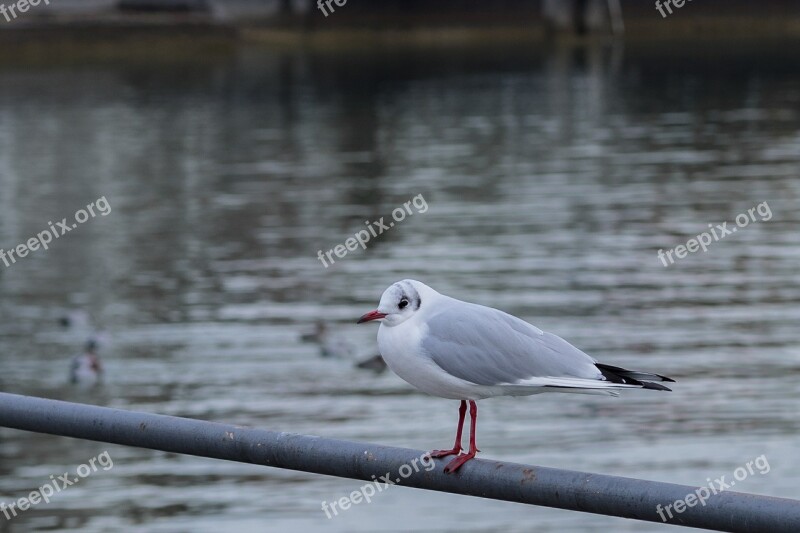 Gull Seemoeve Animals Voegle Water Bird