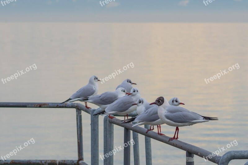 Gull Seemoeve Animals Voegle Water Bird