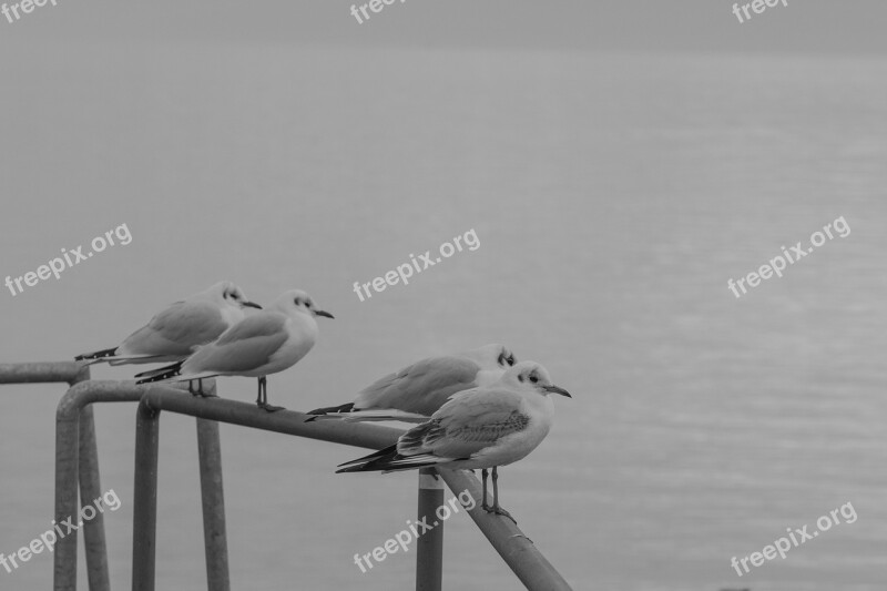 Gull Seemoeve Animals Voegle Water Bird