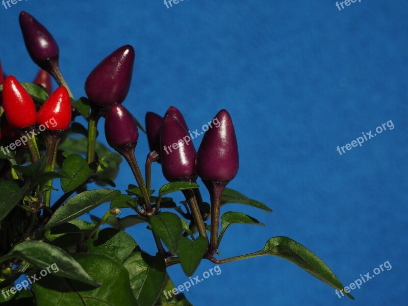 Ornamental Peppers Fruits Chili Berry Violet Red