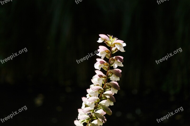 Botanic Gardens Nature Flower Spring