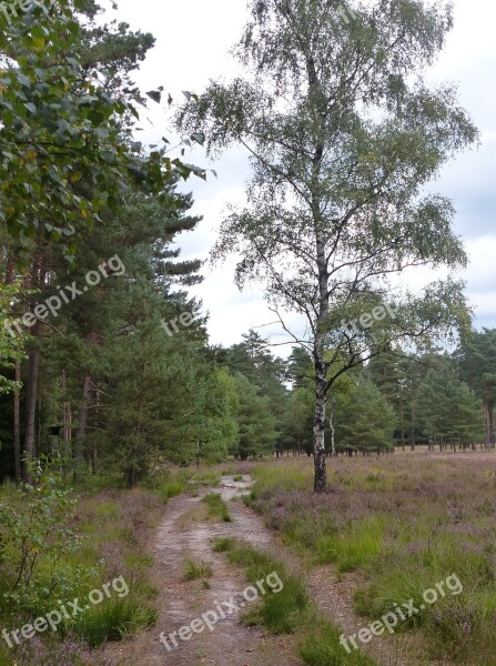 Moss Heather Senne Nature Idyll Erika