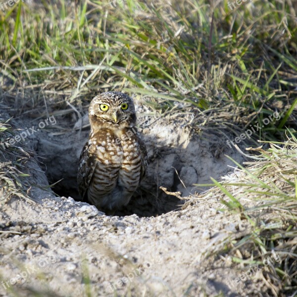 Burrowing Owl Owl Birds South America Venezuela