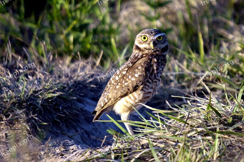 Burrowing Owl Owl Birds South America Venezuela