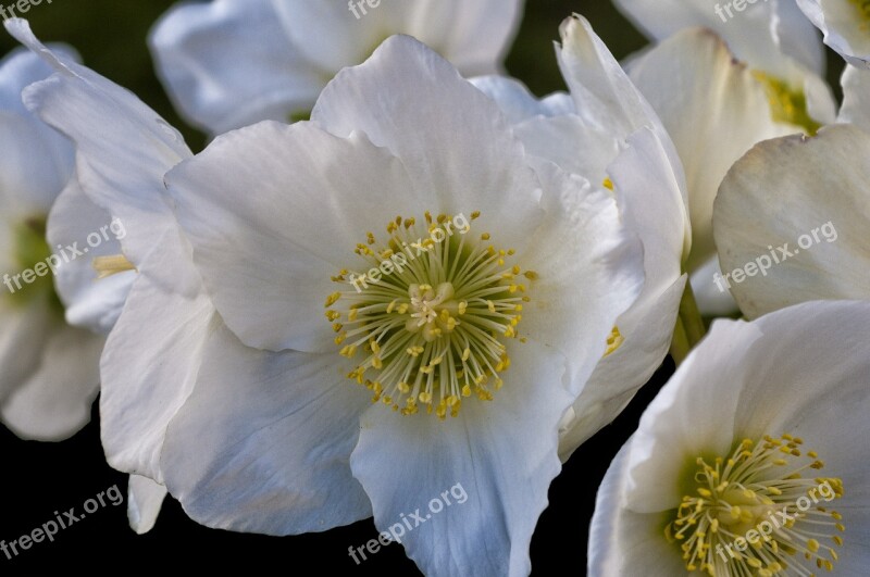 Anemone Sylvie Anemone Flower Stamen Garden