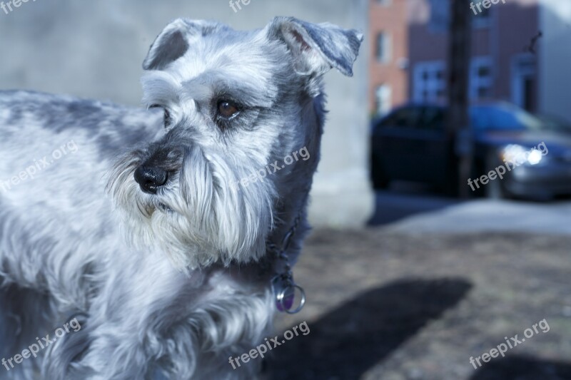 Schnauzer Dog Pet Animal Adorable