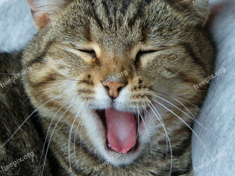 Cat Cat Face Close Up Yawn Tired