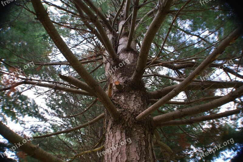 Tree Pine Climb Green Evergreen