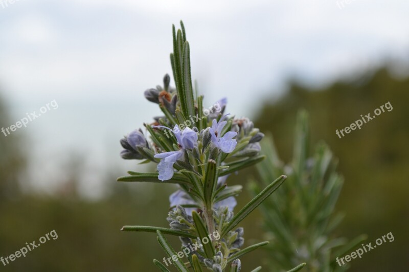 Rosemary Nature Plant Aromatic Kitchen