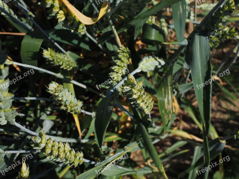 Wheat Wheat Field Cereals Ear Grain