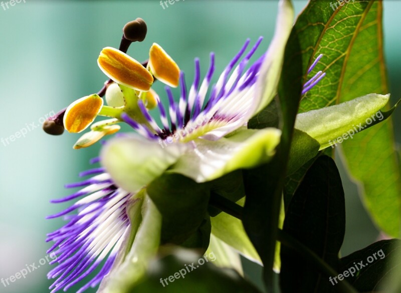 Flower Blossom Bloom Passion Flower Close Up