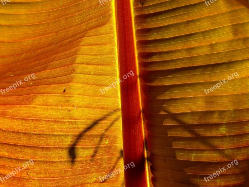 Plant James Close Up Macro Structure