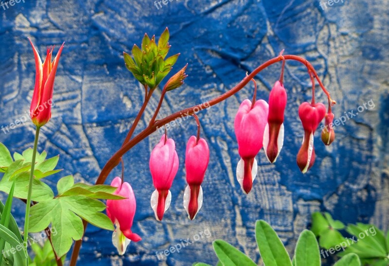 Spring Spring Flower Bleeding Heart Heart Macro