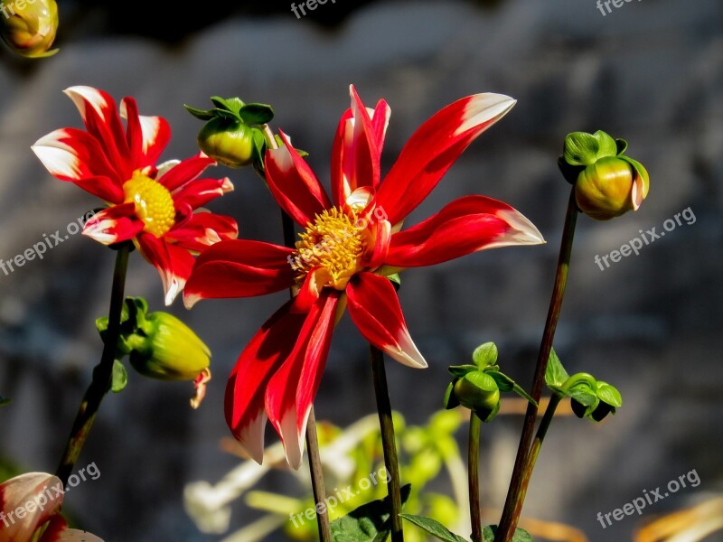 Spring Flower Spring Flower Marguerite Macro