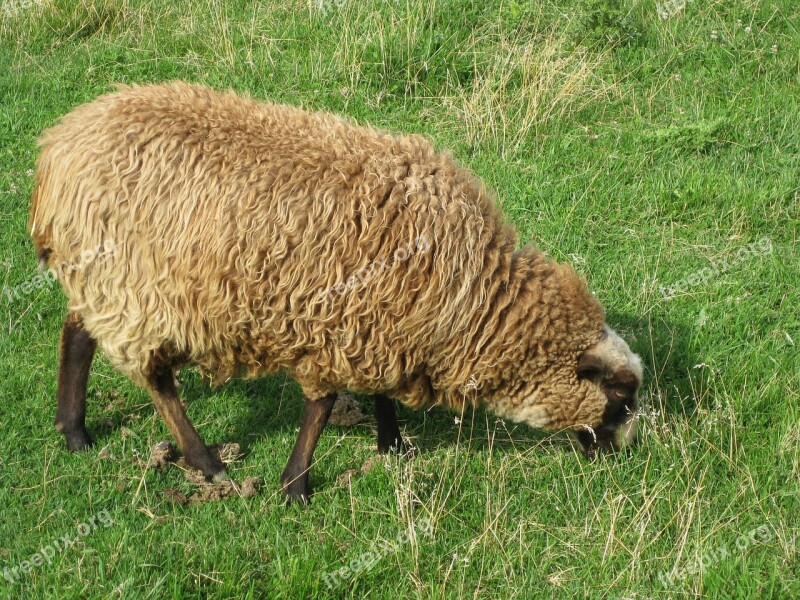 Sheep Grass Nature Animals Free Photos