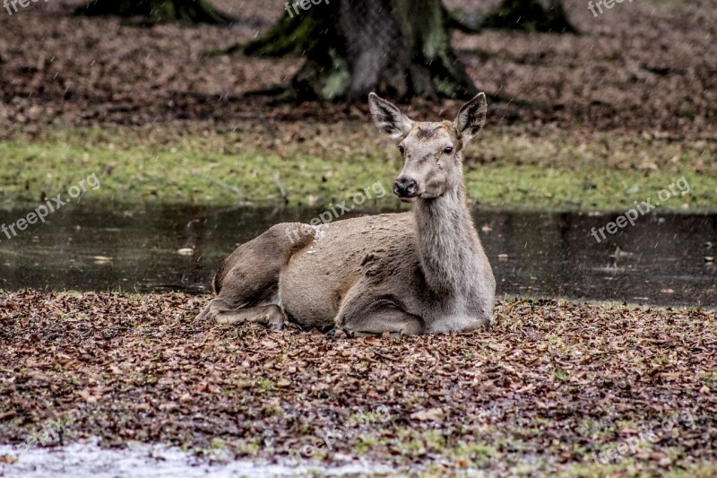 A Female Deer Białowieża Doe Poland Demonstration Reserve