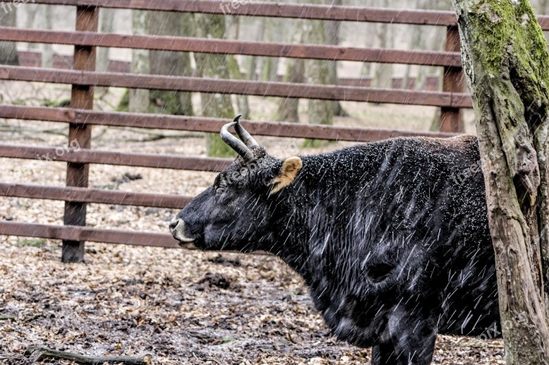 A Zubron Białowieża Demonstration Reserve Free Photos