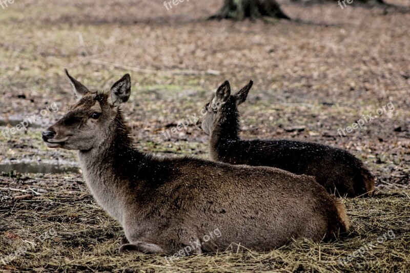 Doe A Female Deer Poland Demonstration Reserve Free Photos