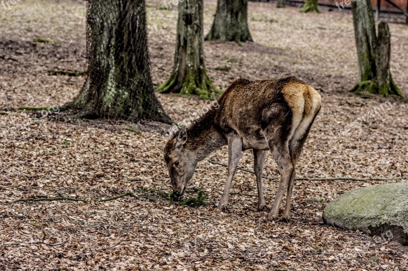 A Female Deer Doe Poland Demonstration Reserve Free Photos